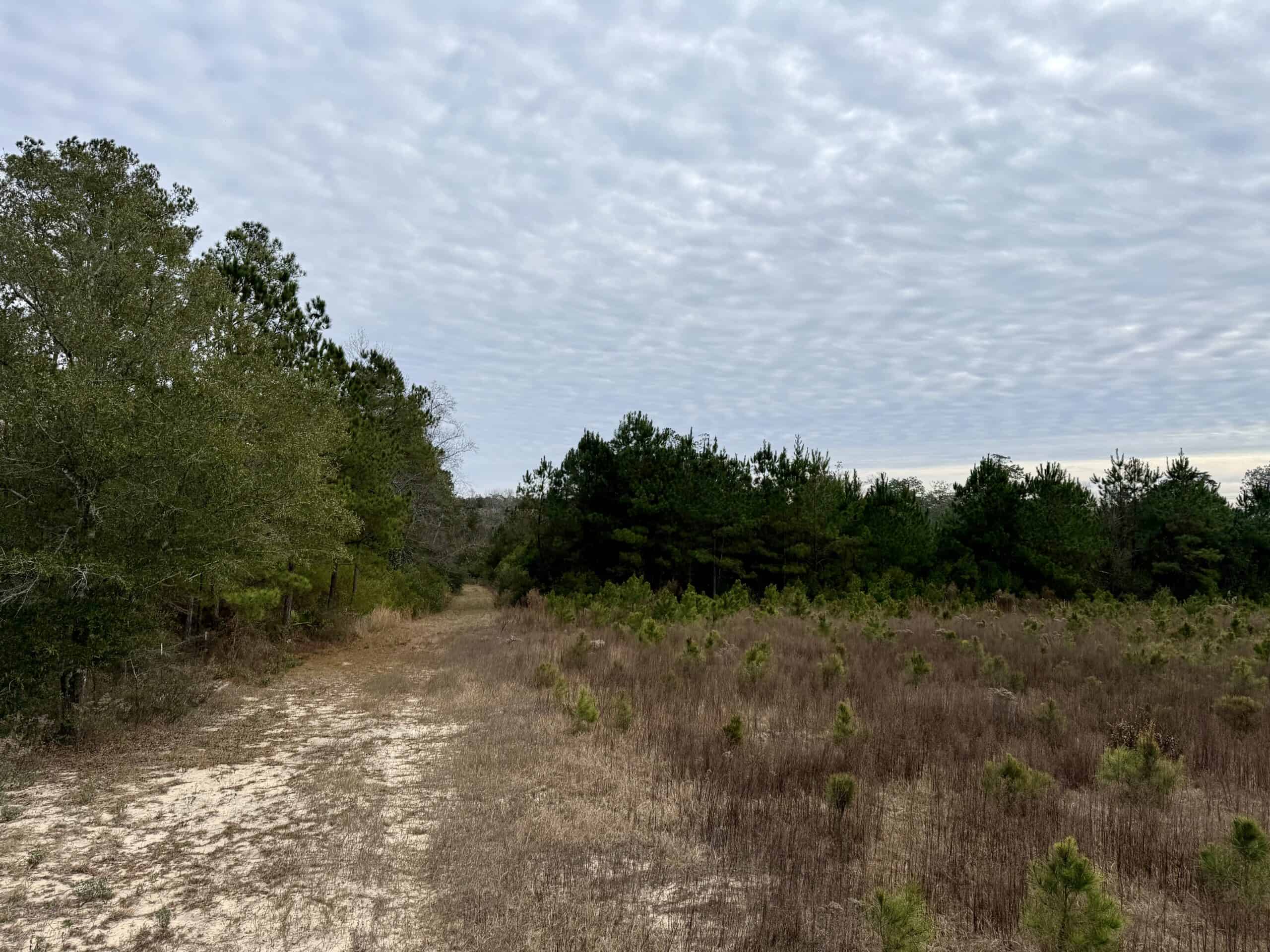Rudd Sod Farm – 240 Acres in Alford, Florida – For Sale