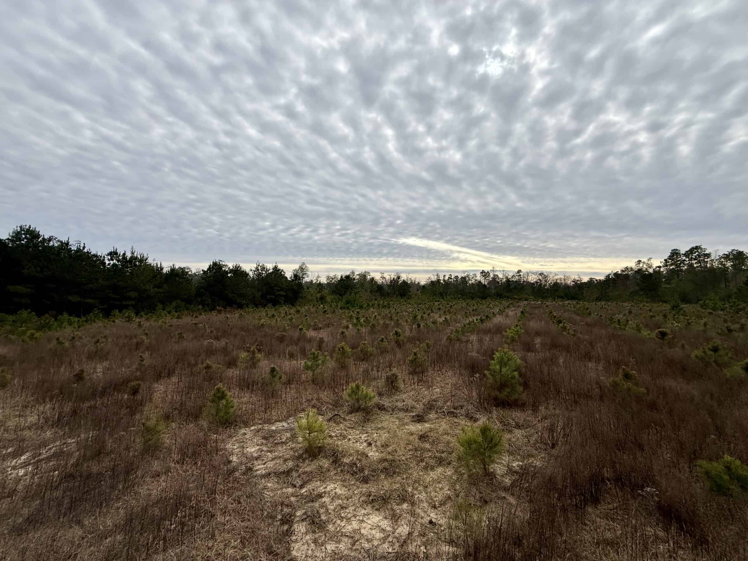 Rudd Sod Farm – 240 Acres in Alford, Florida – For Sale