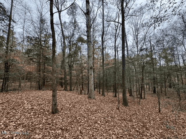 Prime Hunting/Recreation Tract near Homochitto Nat’l Forest