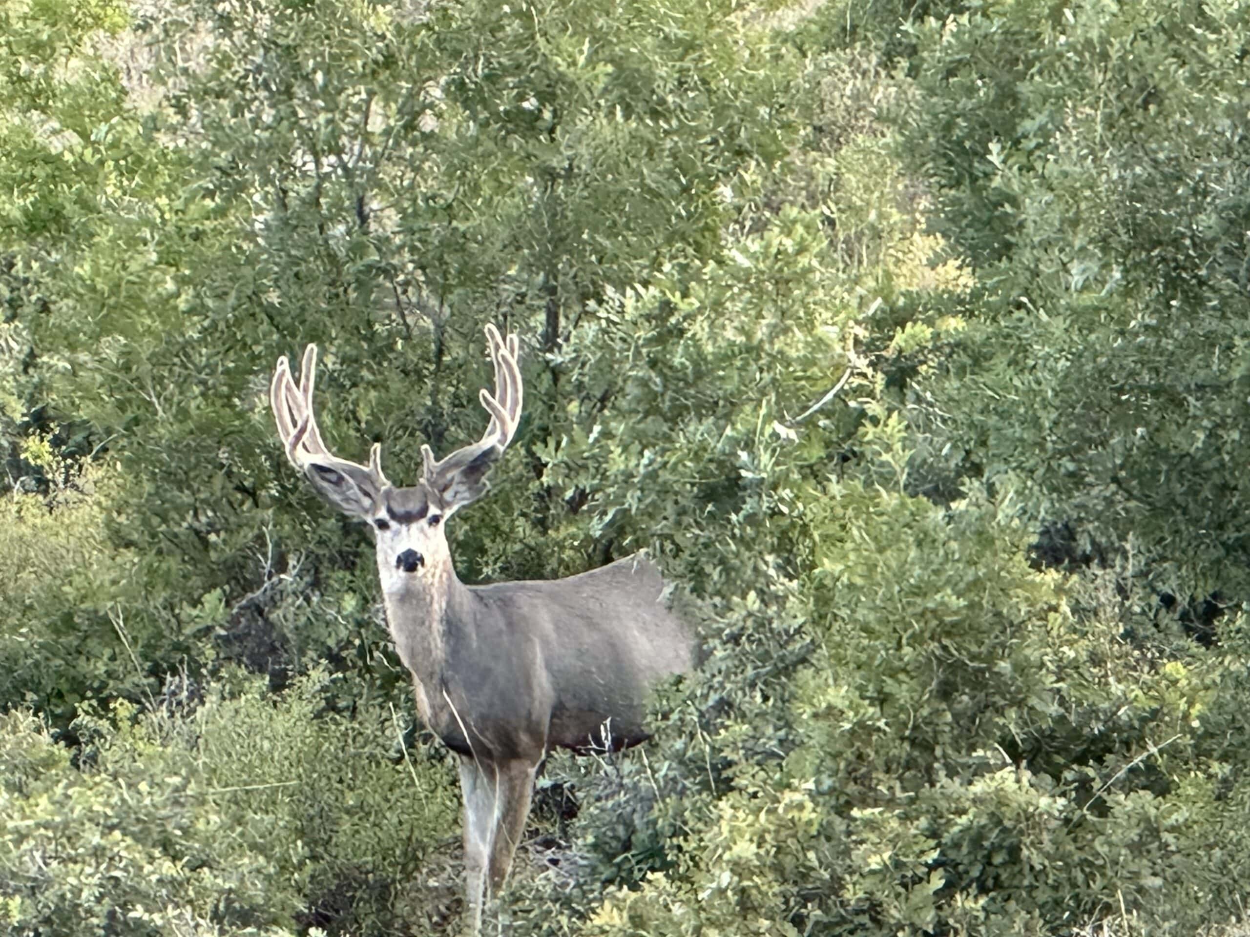 Bull Basin Meadows Ranch – Colorado Ranch in Collbran
