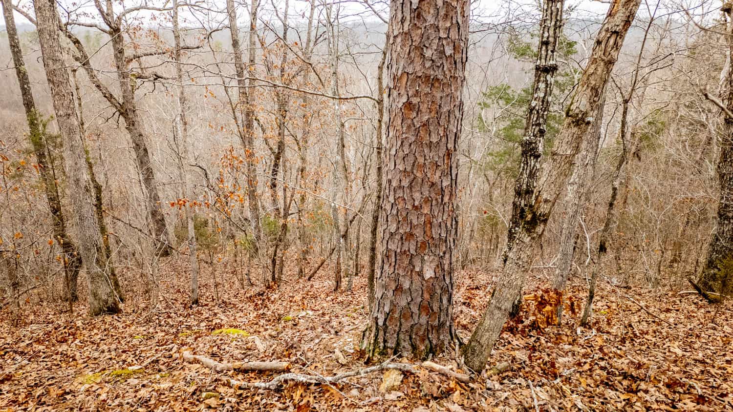 000 County Road 19-A, Alton, Missouri