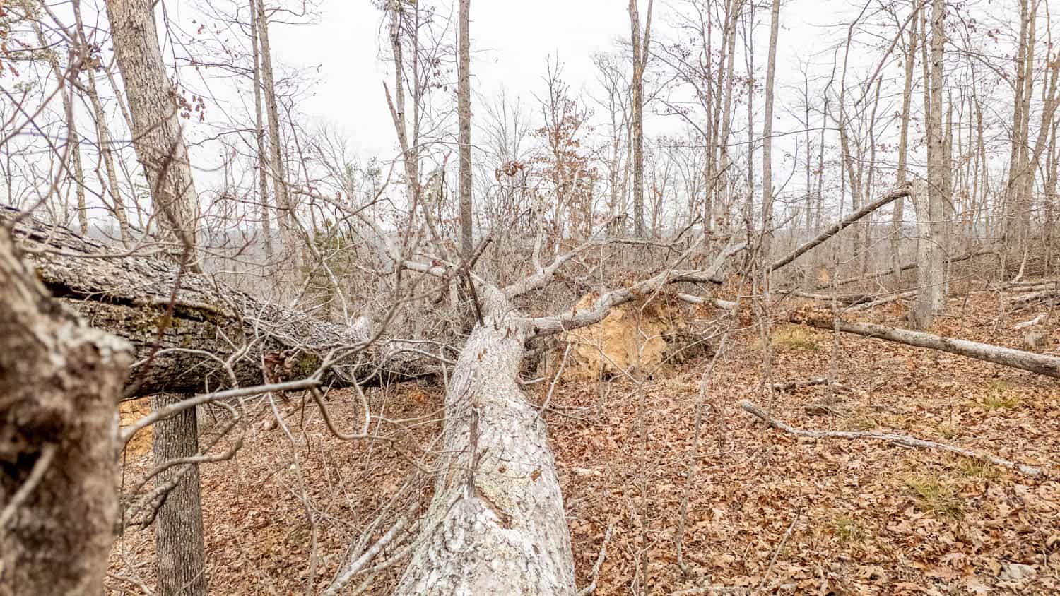 000 County Road 19-A, Alton, Missouri