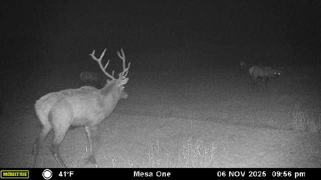 Bull Basin Meadows Ranch – Colorado Ranch in Collbran