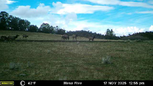 Bull Basin Meadows Ranch – Colorado Ranch in Collbran