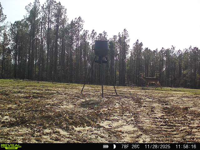 188 Acres for Sale in the Alabama River Bluff
