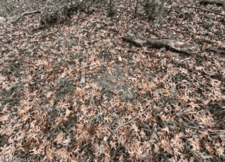 Prime Hunting/Recreation Tract near Homochitto Nat’l Forest