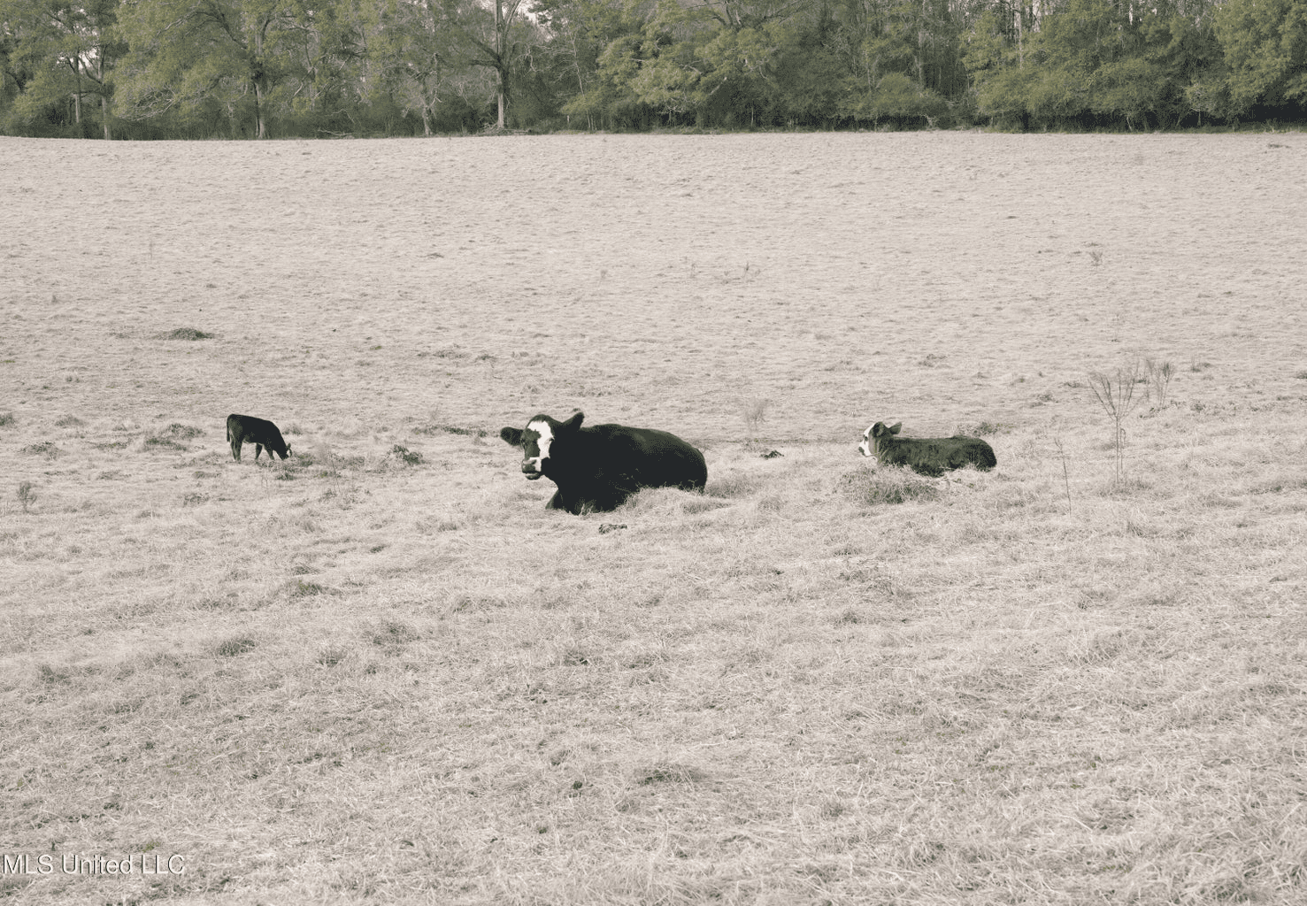 160 Acres in Lincoln County MS Near Brookhaven & I-55