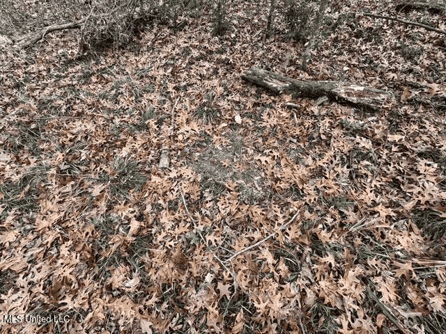 Prime Hunting/Recreation Tract near Homochitto Nat’l Forest