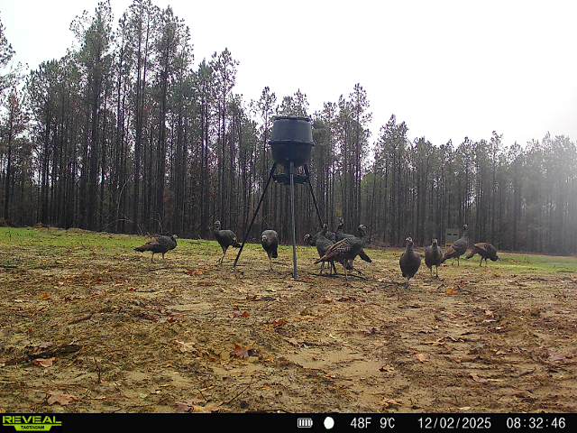 188 Acres for Sale in the Alabama River Bluff