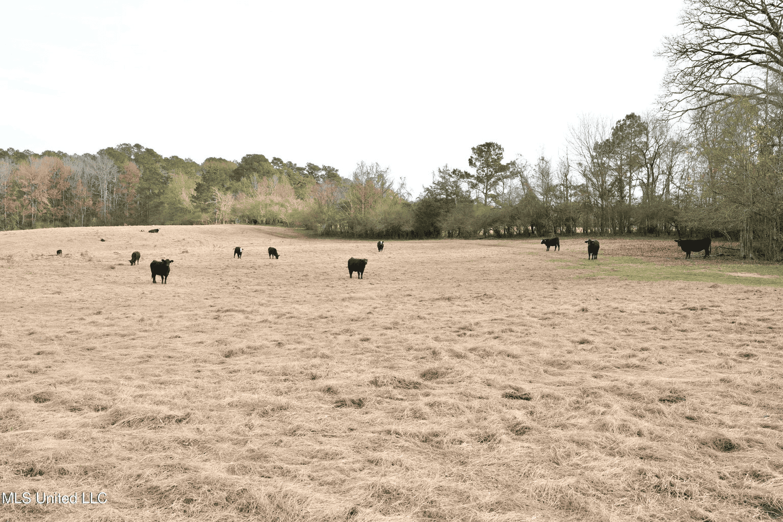 160 Acres in Lincoln County MS Near Brookhaven & I-55