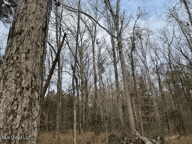 Prime Hunting/Recreation Tract near Homochitto Nat’l Forest