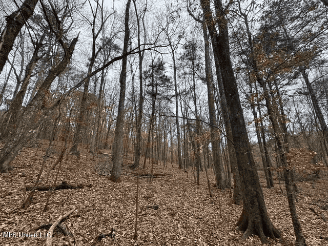 Prime Hunting/Recreation Tract near Homochitto Nat’l Forest