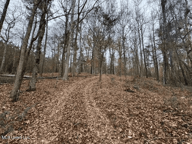 Prime Hunting/Recreation Tract near Homochitto Nat’l Forest