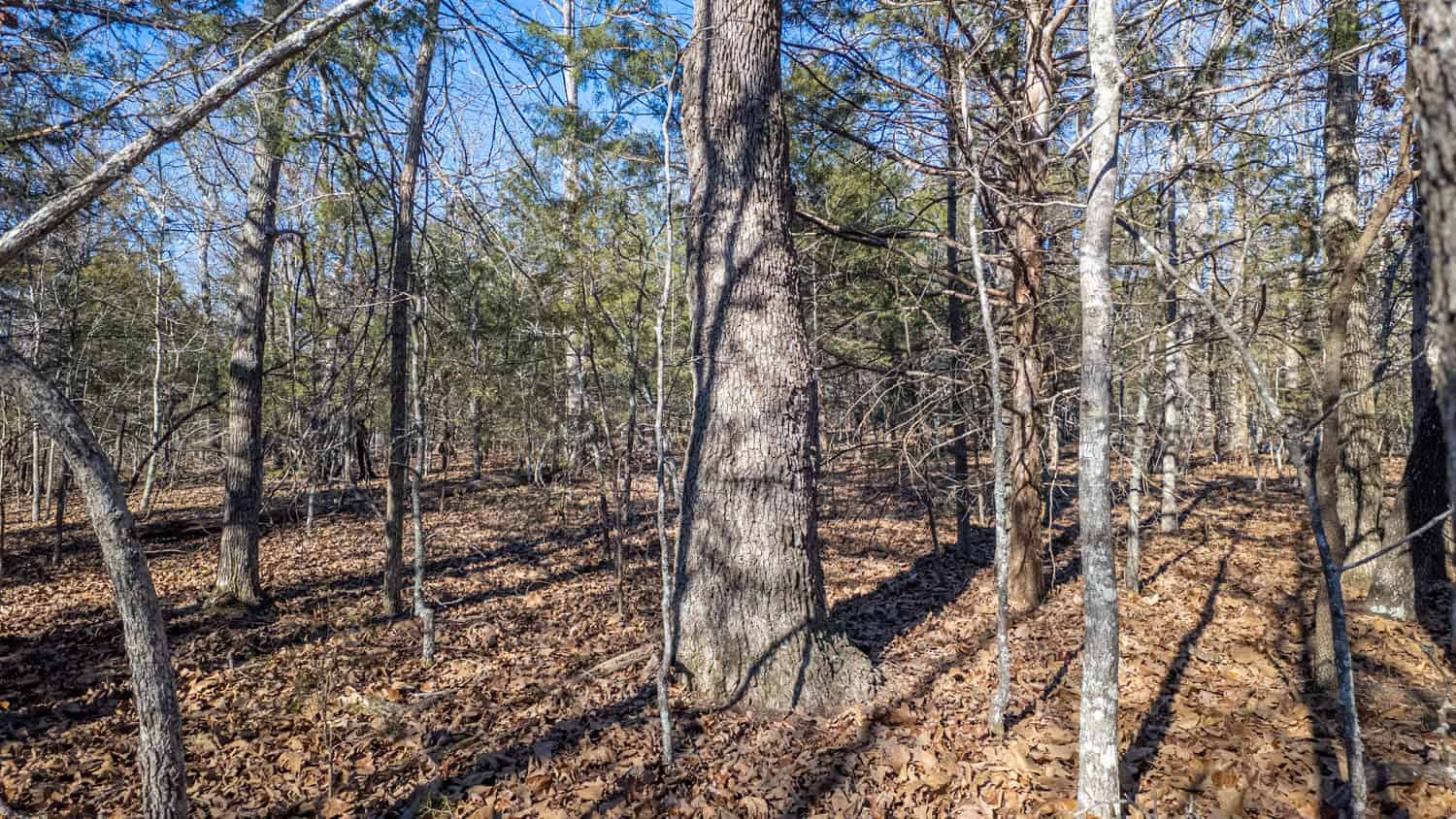 Prime Arkansas Ozarks Hunting Land