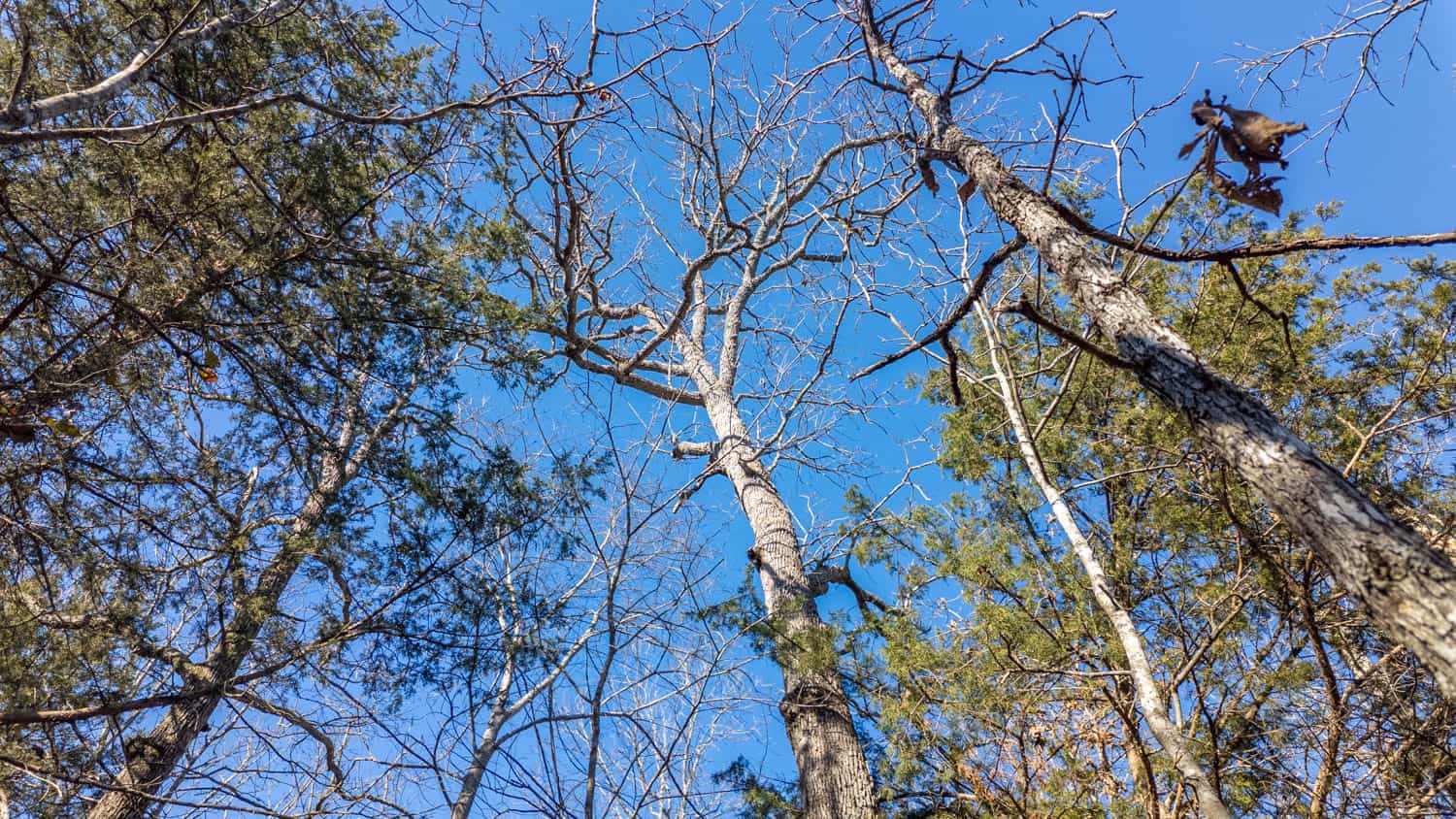 Prime Arkansas Ozarks Hunting Land