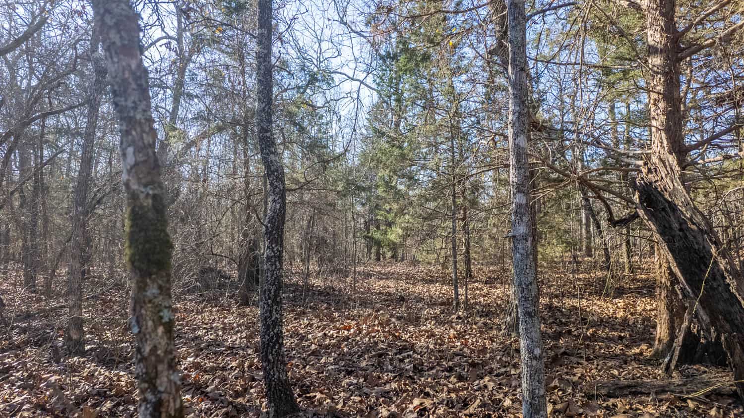 Prime Arkansas Ozarks Hunting Land