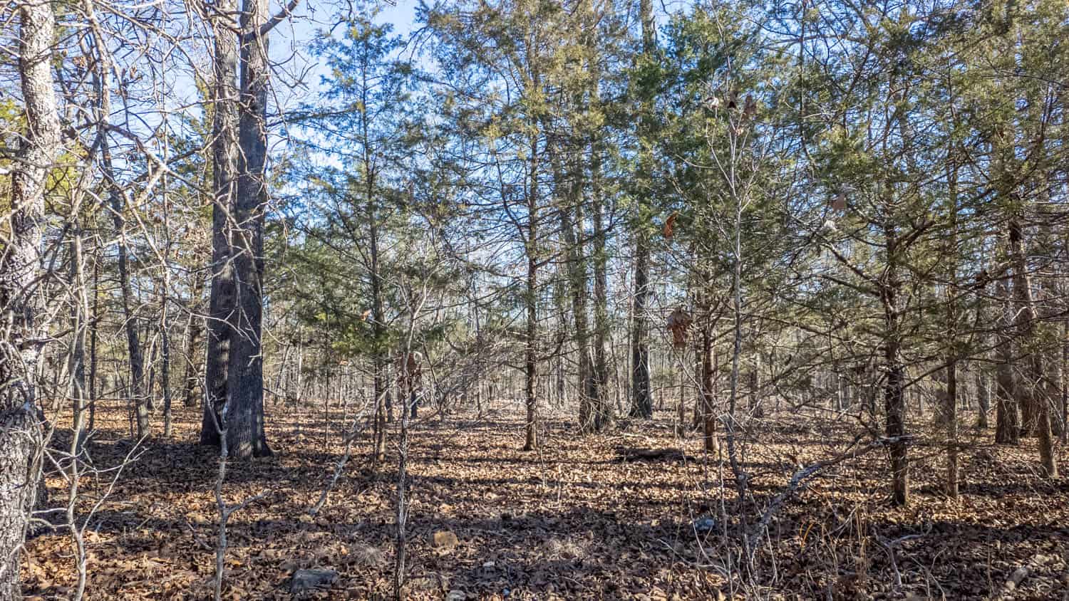 Prime Arkansas Ozarks Hunting Land
