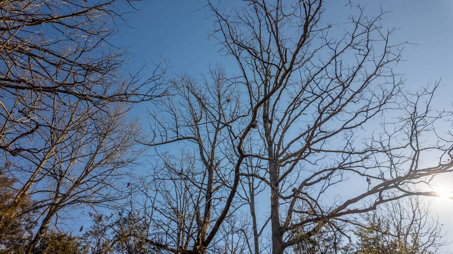 Prime Arkansas Ozarks Hunting Land
