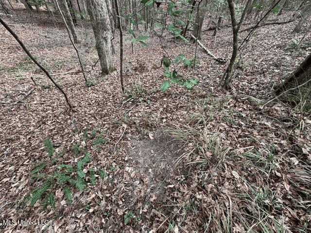 Prime Hunting/Recreation Tract near Homochitto Nat’l Forest