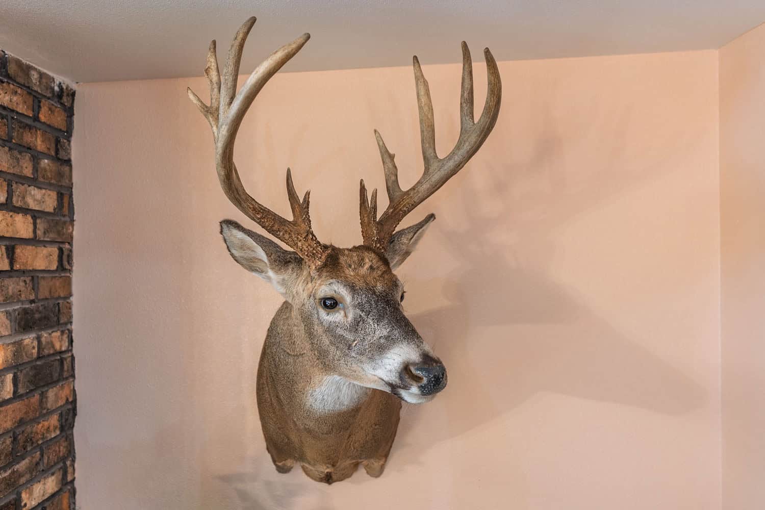 Secluded 40-Acre Property With Prime Hunting and Peaceful Country Living