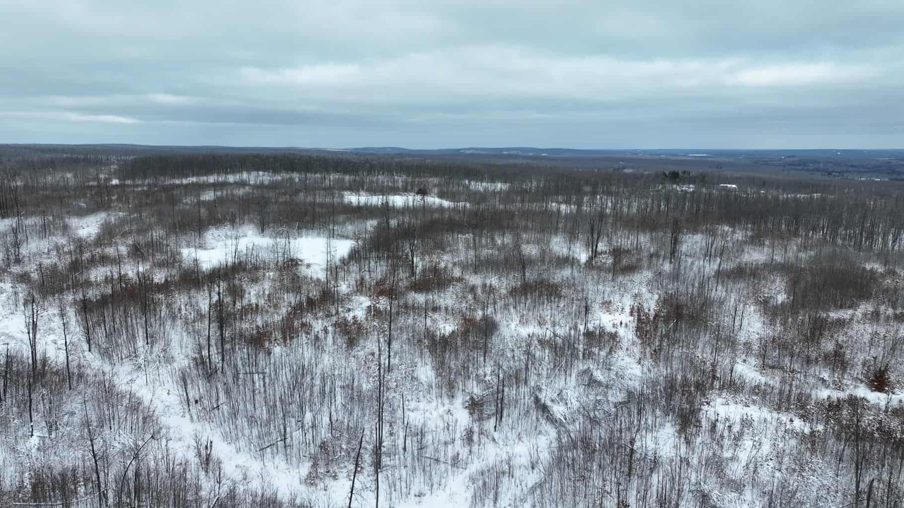 100 Acres in Atlanta, MI – Prime Hunting Land with Road Frontage
