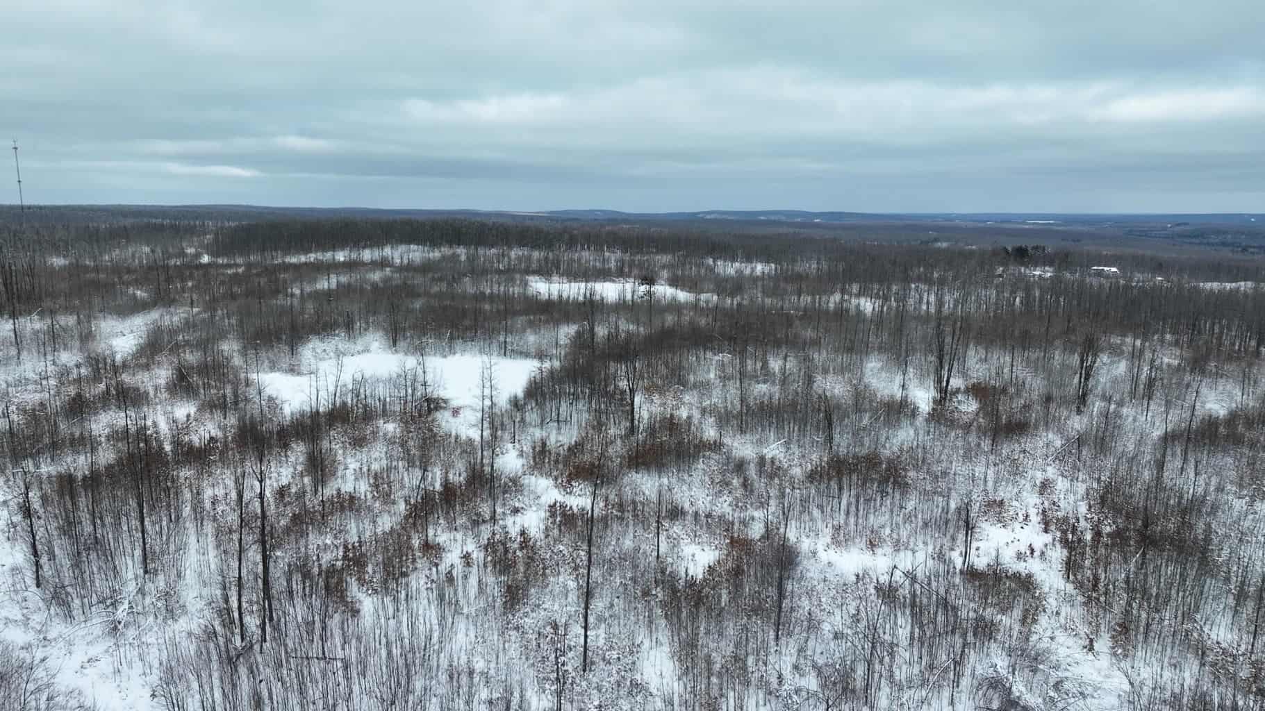 100 Acres in Atlanta, MI – Prime Hunting Land with Road Frontage