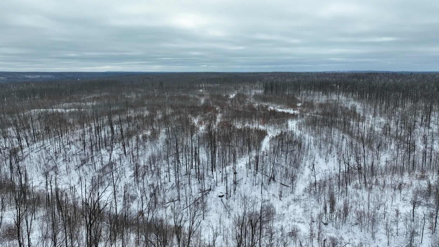 100 Acres in Atlanta, MI – Prime Hunting Land with Road Frontage