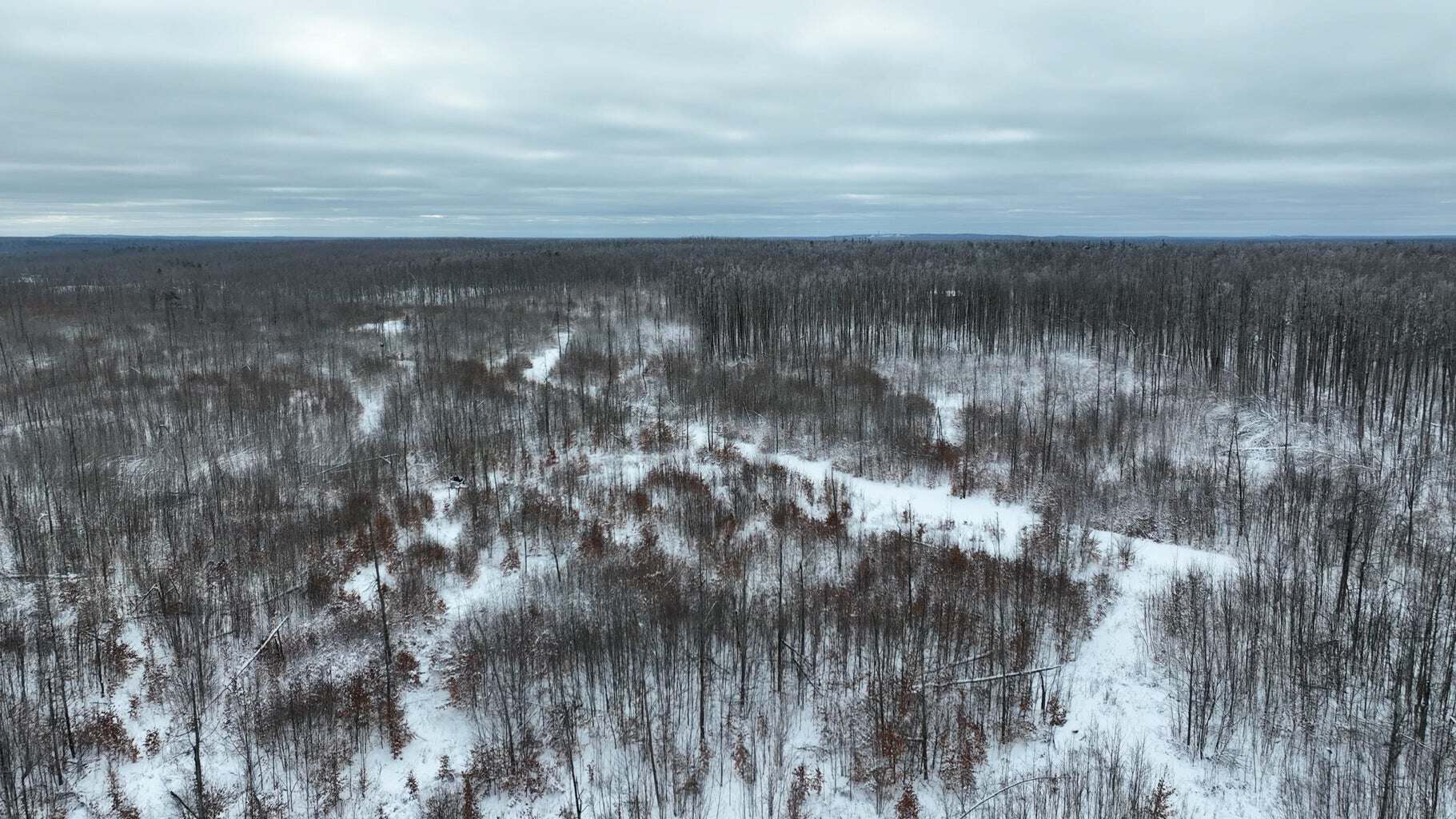 100 Acres in Atlanta, MI – Prime Hunting Land with Road Frontage