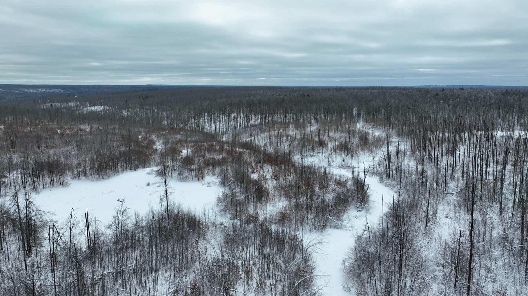 100 Acres in Atlanta, MI – Prime Hunting Land with Road Frontage