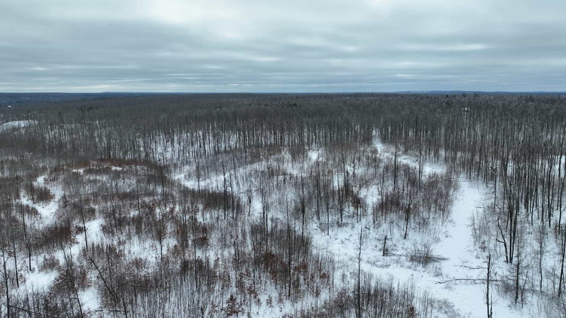 100 Acres in Atlanta, MI – Prime Hunting Land with Road Frontage