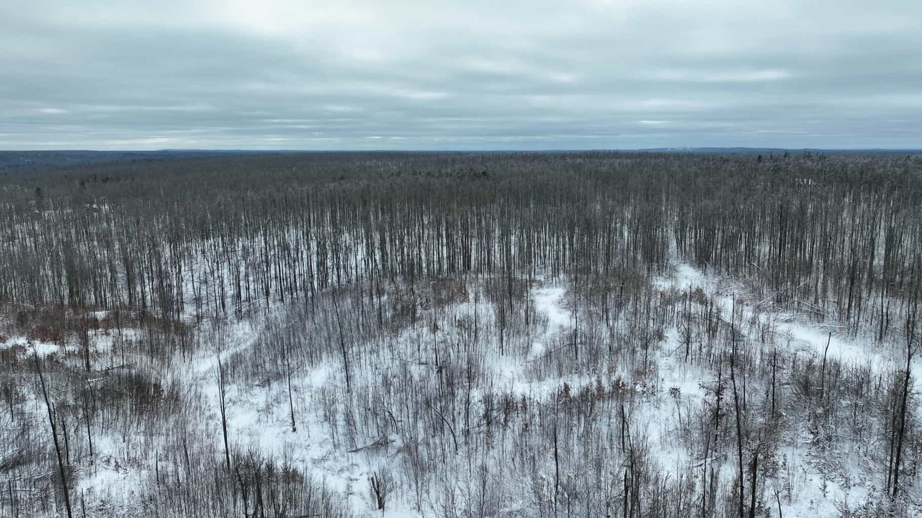100 Acres in Atlanta, MI – Prime Hunting Land with Road Frontage
