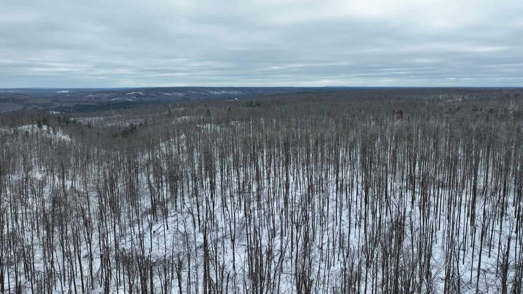 100 Acres in Atlanta, MI – Prime Hunting Land with Road Frontage