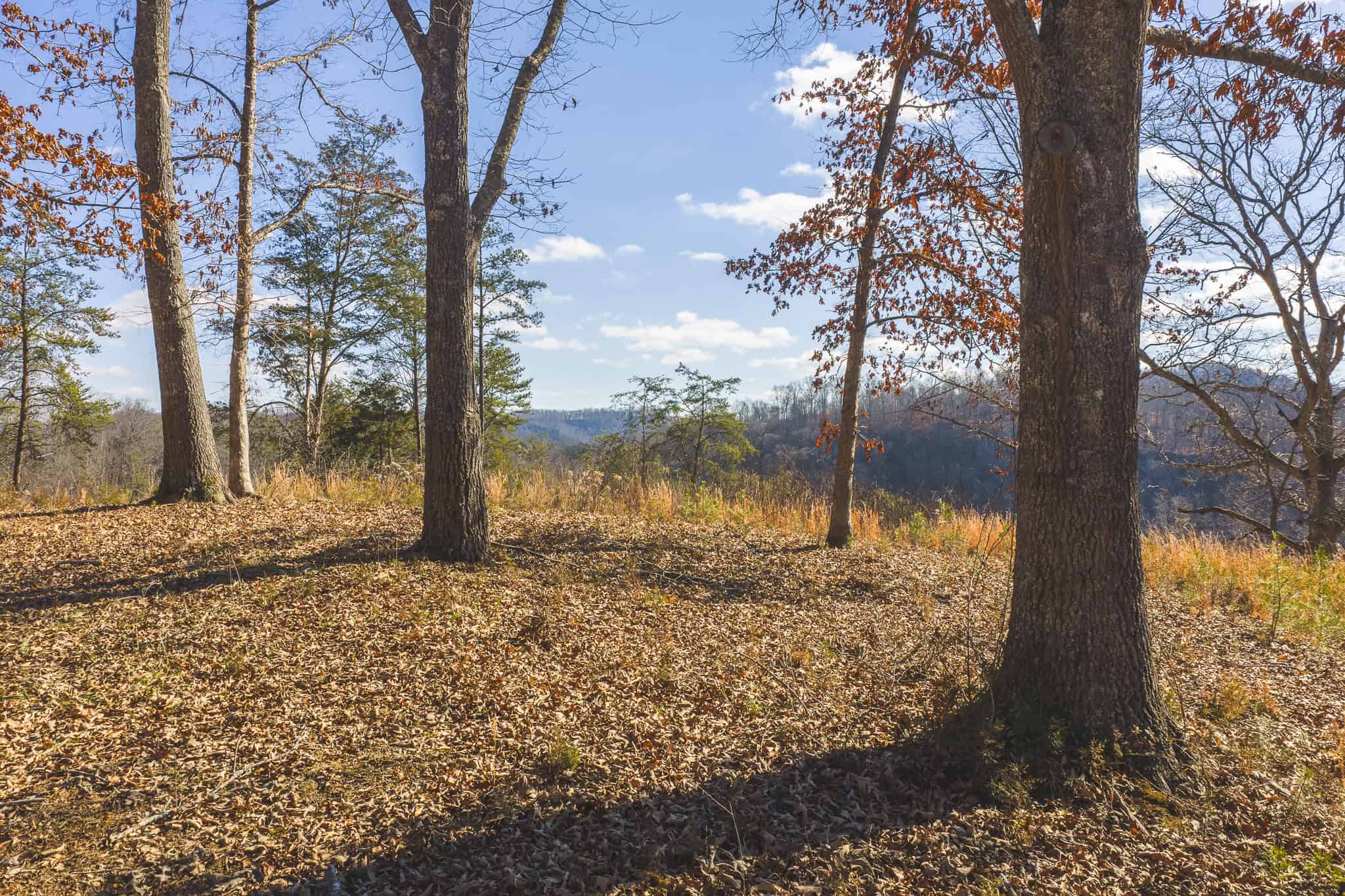 Freedom, Income Potential, and a Turnkey Farmstead: Exceptionally Clean Brick Ranch on 59+ Unrestricted Acres in Claiborne County, Tennessee