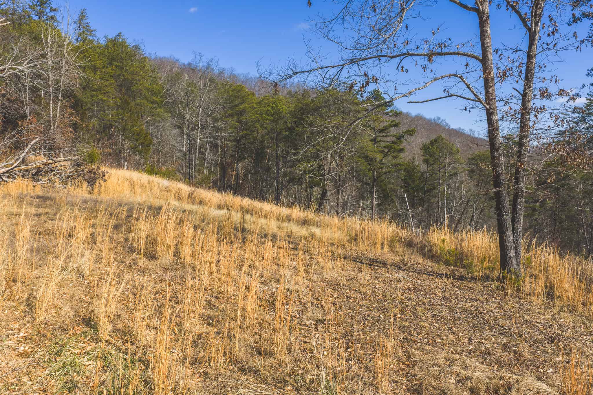 Freedom, Income Potential, and a Turnkey Farmstead: Exceptionally Clean Brick Ranch on 59+ Unrestricted Acres in Claiborne County, Tennessee