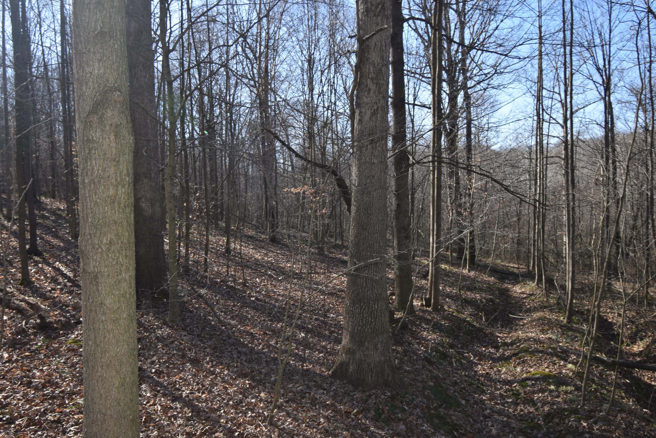 80 Acres In Dubois County- Near Patoka Lake