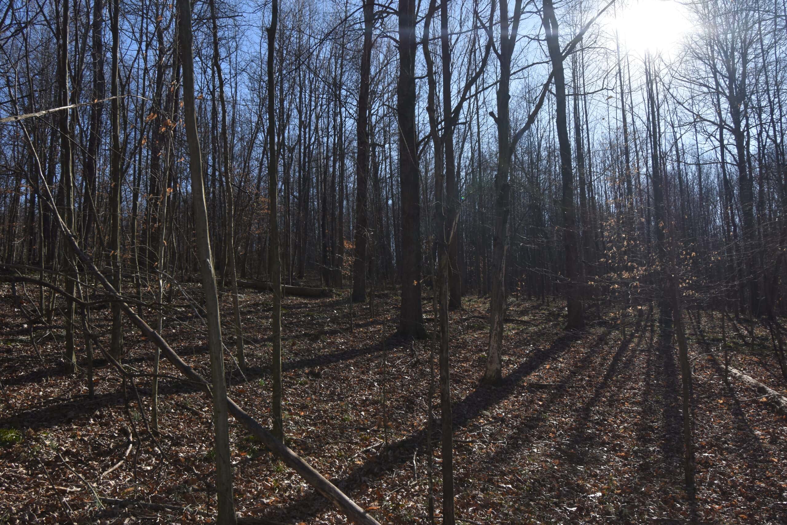 80 Acres In Dubois County- Near Patoka Lake