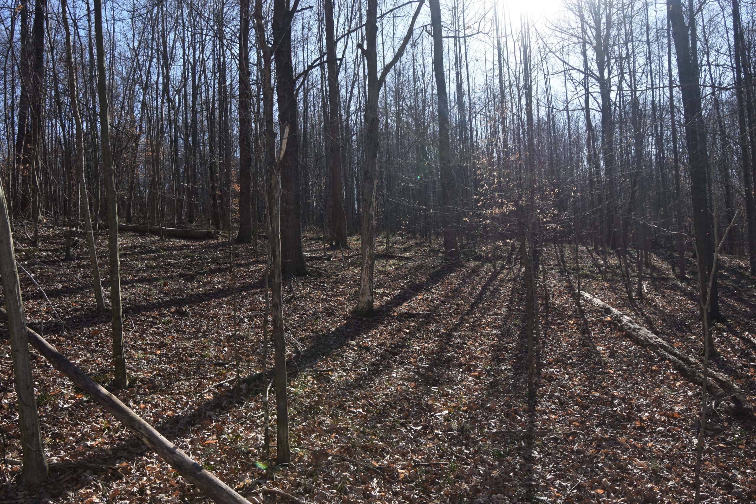 80 Acres In Dubois County- Near Patoka Lake