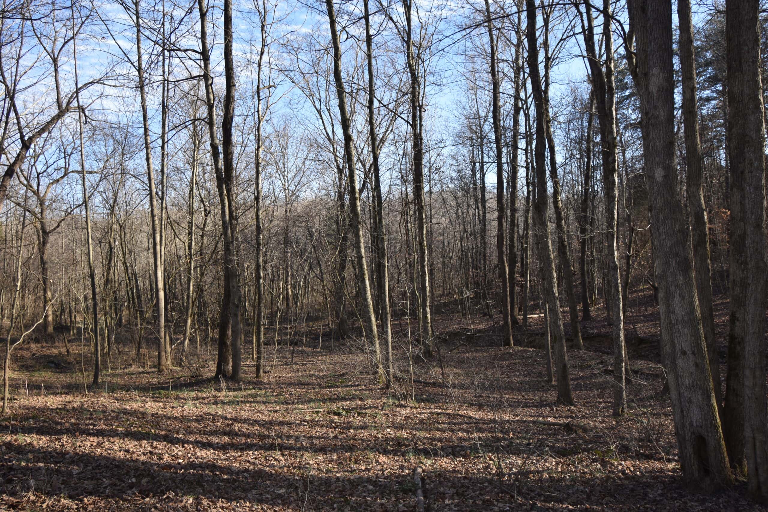 80 Acres In Dubois County- Near Patoka Lake