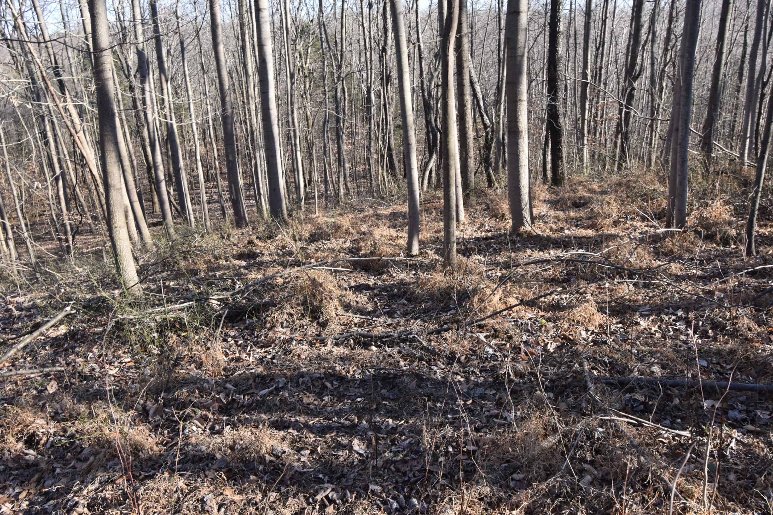 80 Acres In Dubois County- Near Patoka Lake