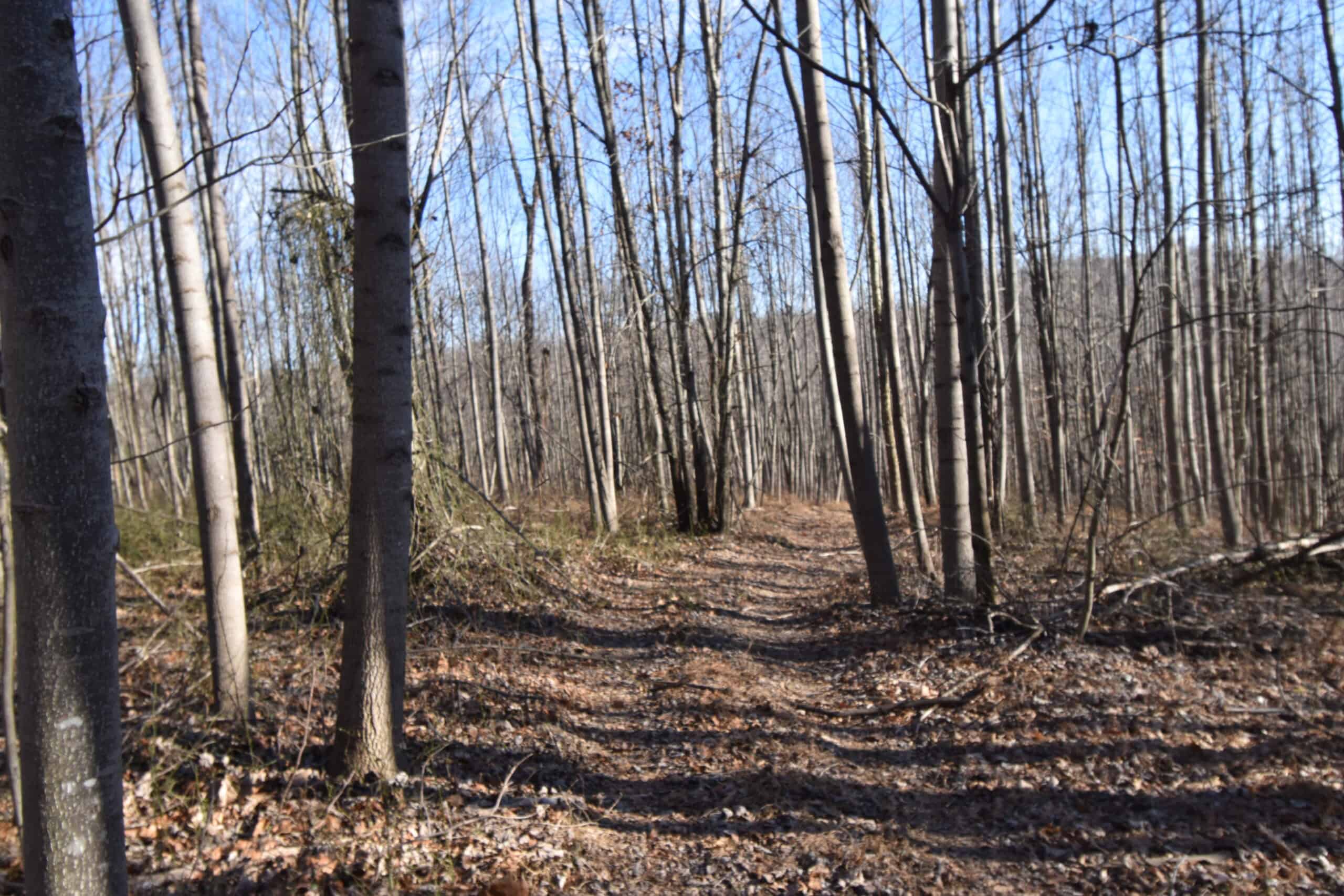 80 Acres In Dubois County- Near Patoka Lake