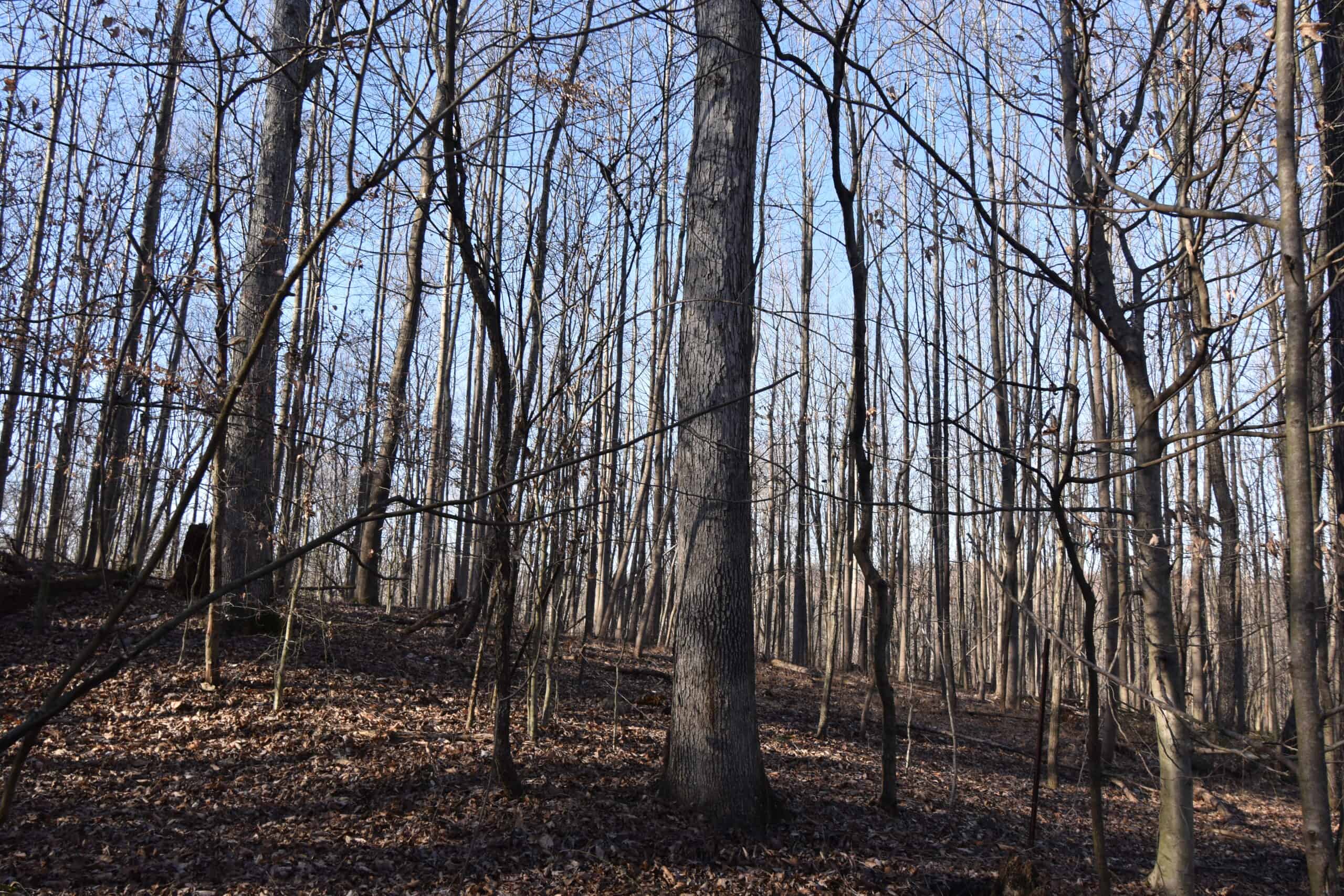 80 Acres In Dubois County- Near Patoka Lake