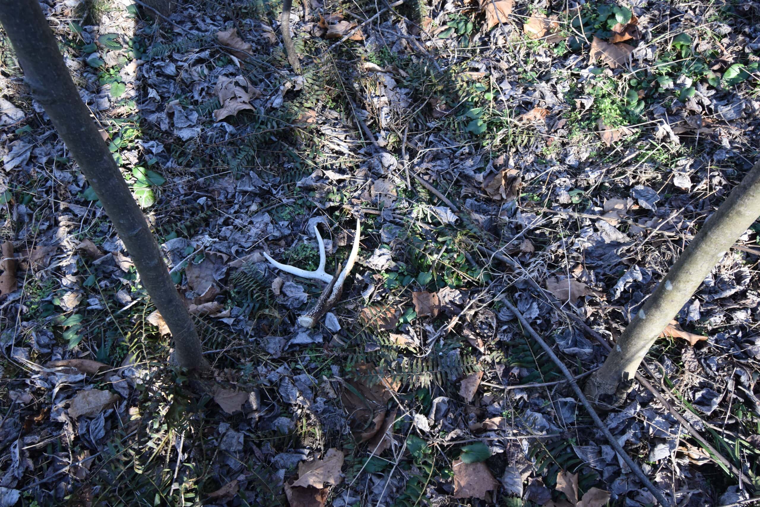 80 Acres In Dubois County- Near Patoka Lake