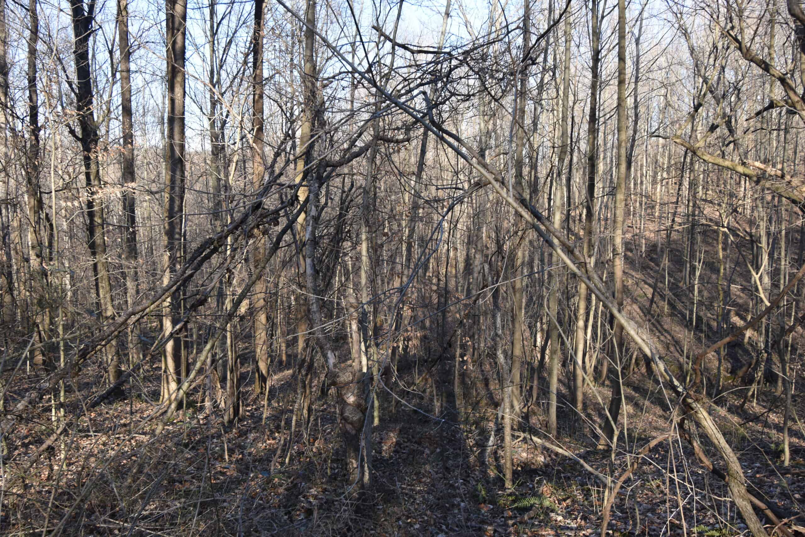 80 Acres In Dubois County- Near Patoka Lake