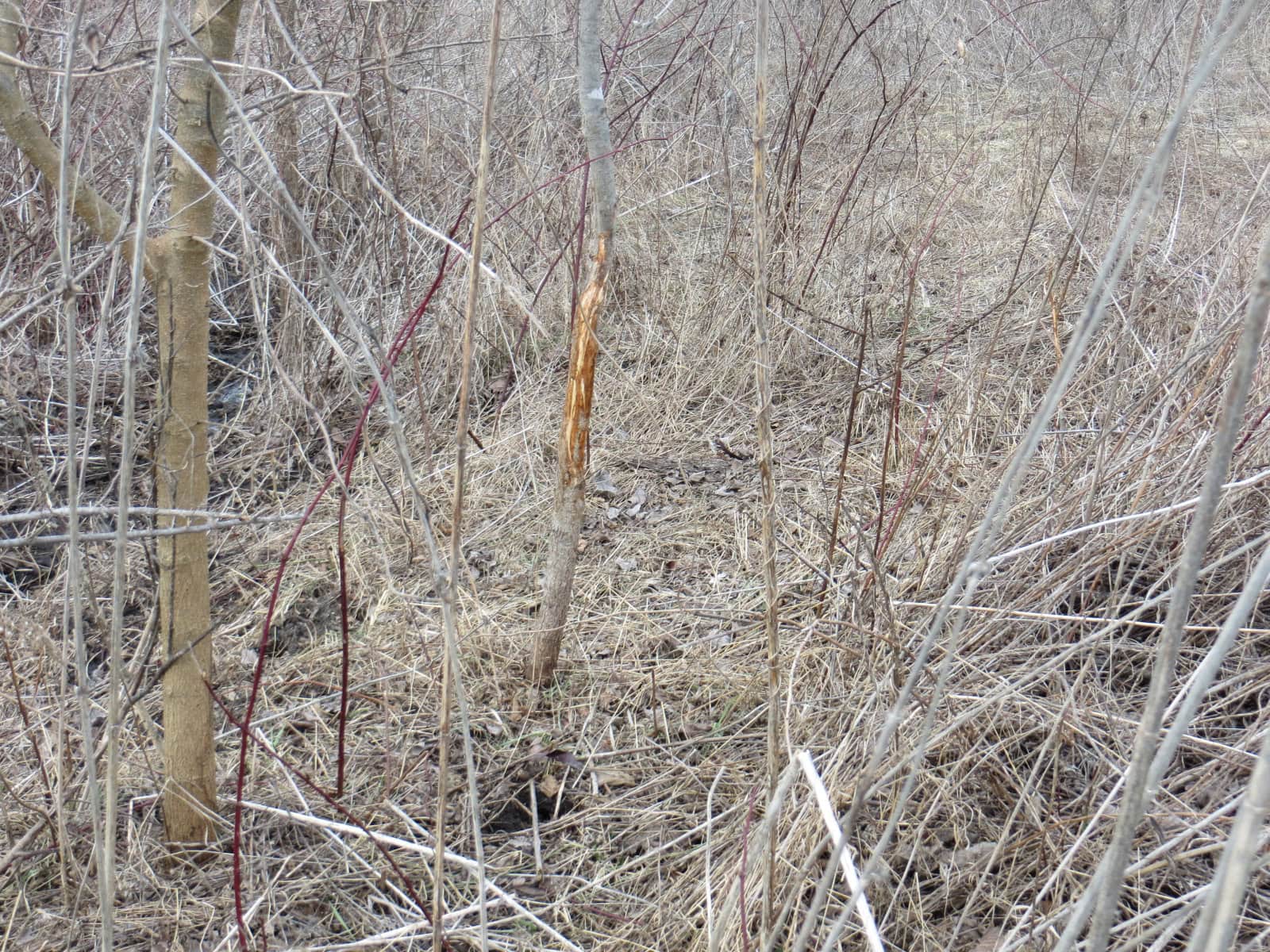 300 +/- Acres of Prime Southern Iowa Farmland