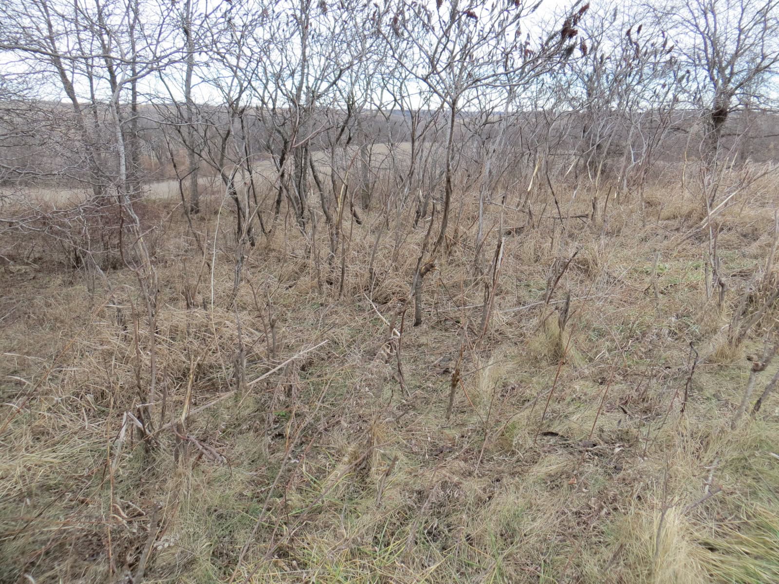 300 +/- Acres of Prime Southern Iowa Farmland