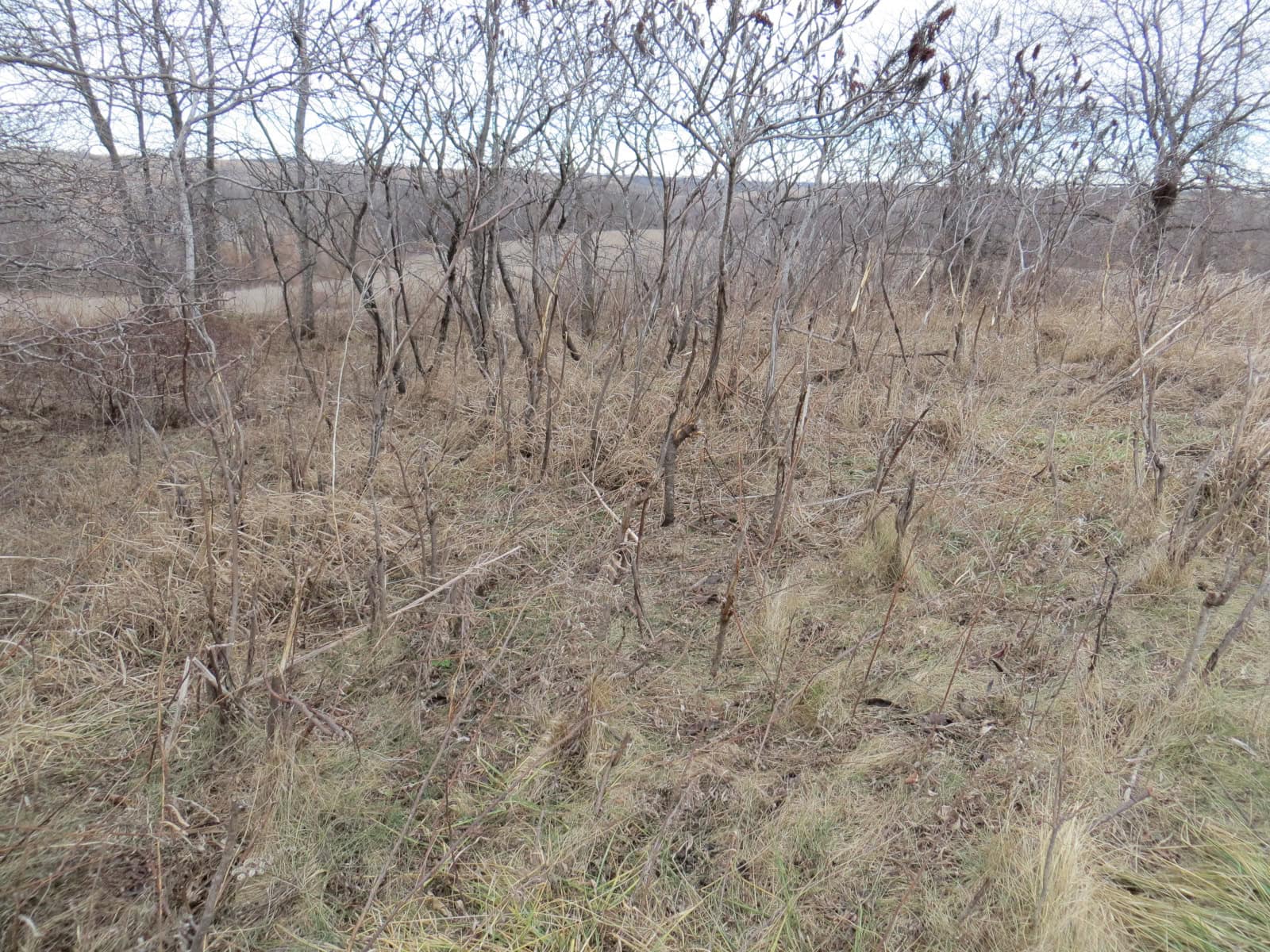 300 +/- Acres of Prime Southern Iowa Farmland