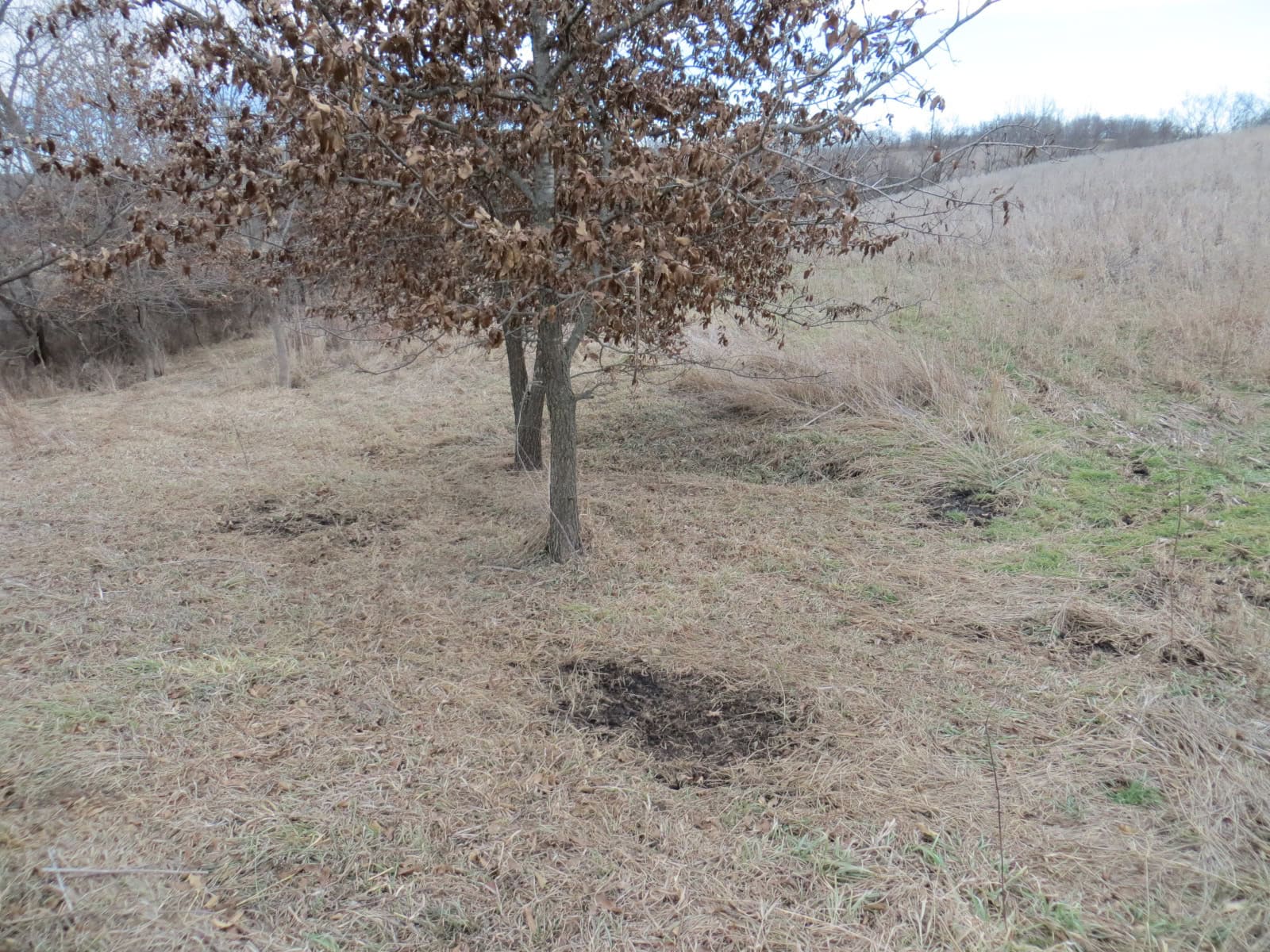 300 +/- Acres of Prime Southern Iowa Farmland