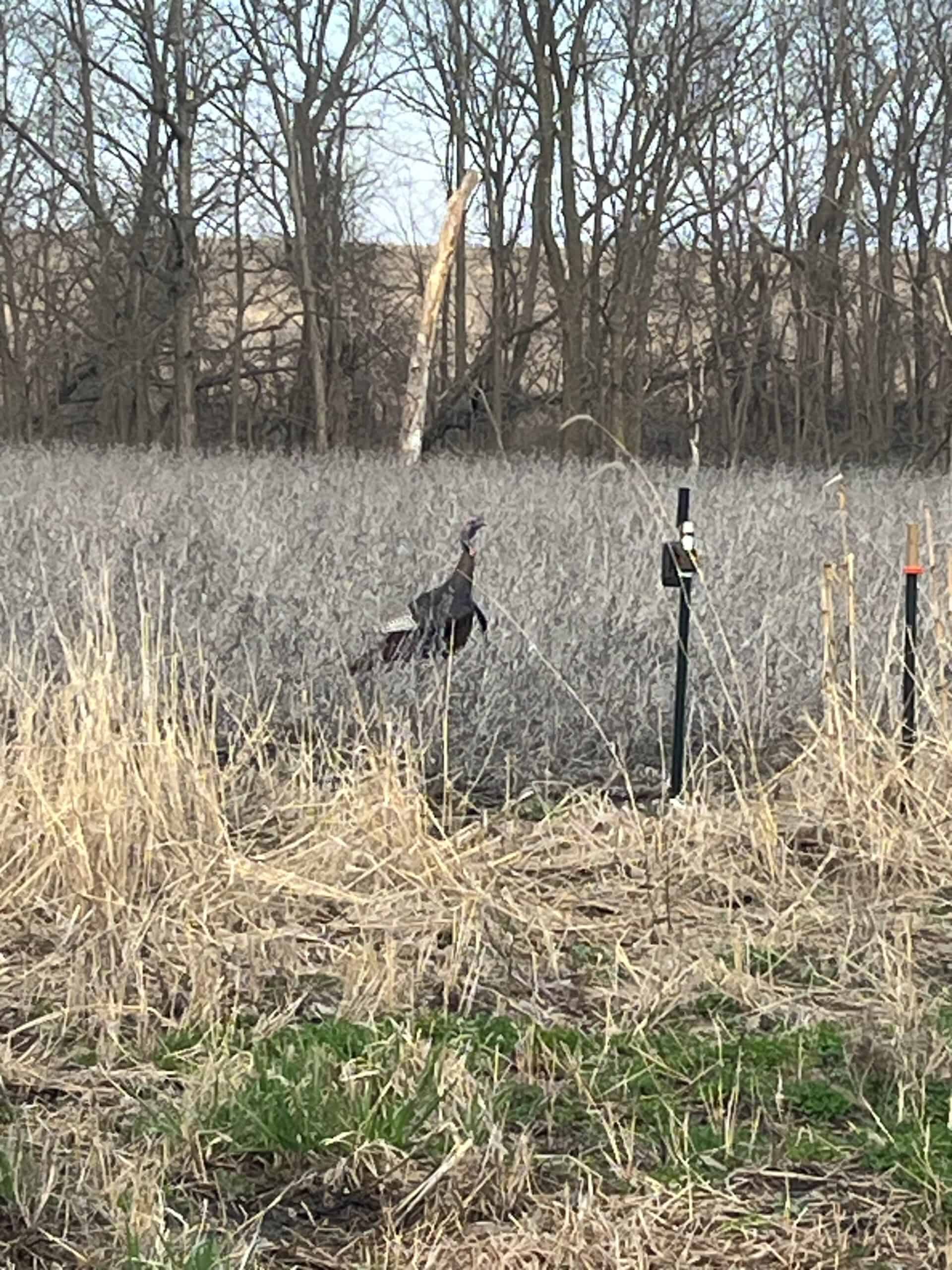 Decatur County Hunting & Investment Land