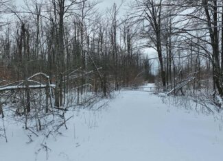 100 Acres in Atlanta, MI – Prime Hunting Land with Road Frontage