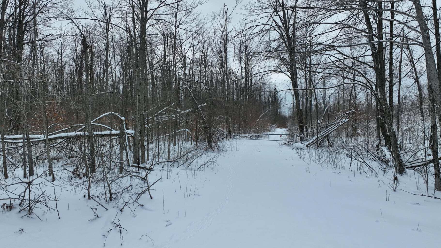 100 Acres in Atlanta, MI – Prime Hunting Land with Road Frontage